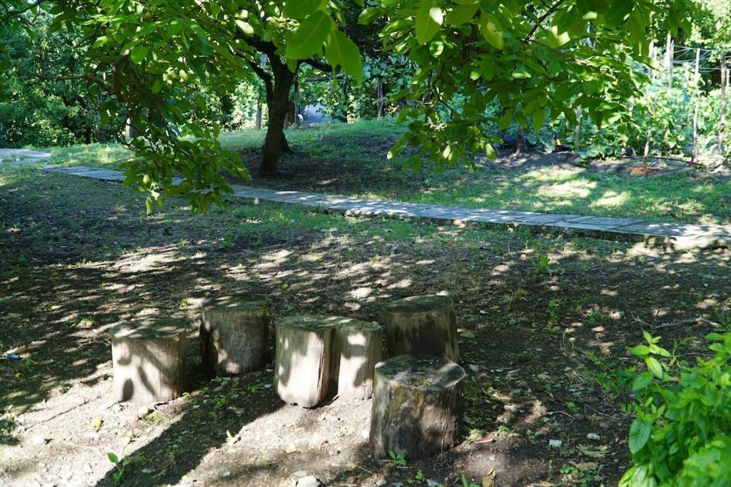 The In The Trees *